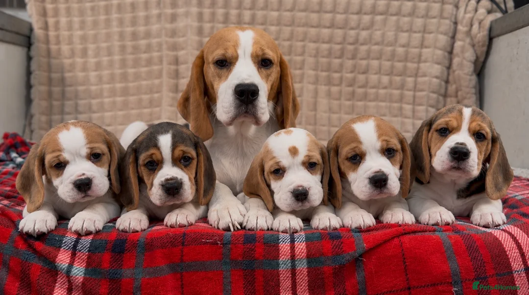 Beagle dogs for sale: BEAUTIFUL (SHOW TYPE) BEAGLE PUPPIES READY NOW - Advert 1