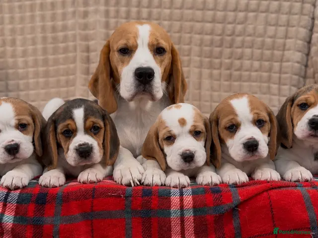 Beagle dogs for sale: BEAUTIFUL (SHOW TYPE) BEAGLE PUPPIES READY NOW - Advert 23
