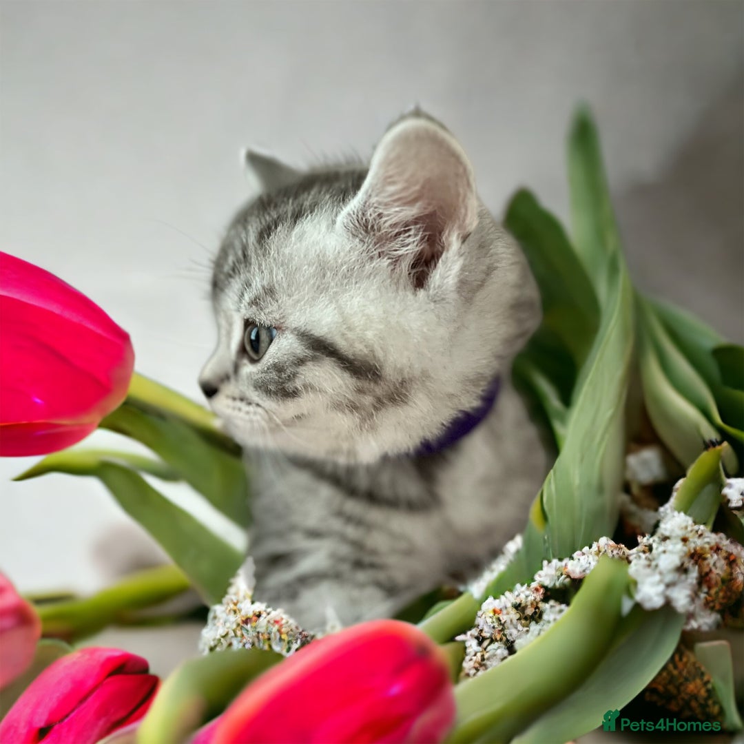 British Shorthair cats for sale: CHAMP Sire GCCF Pedigree BSH 2 Males 💙 Spotted  - Advert 2