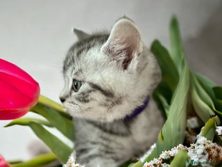 British Shorthair cats CHAMP Sire GCCF Pedigree BSH 2 Males 💙 Spotted - Advert 4