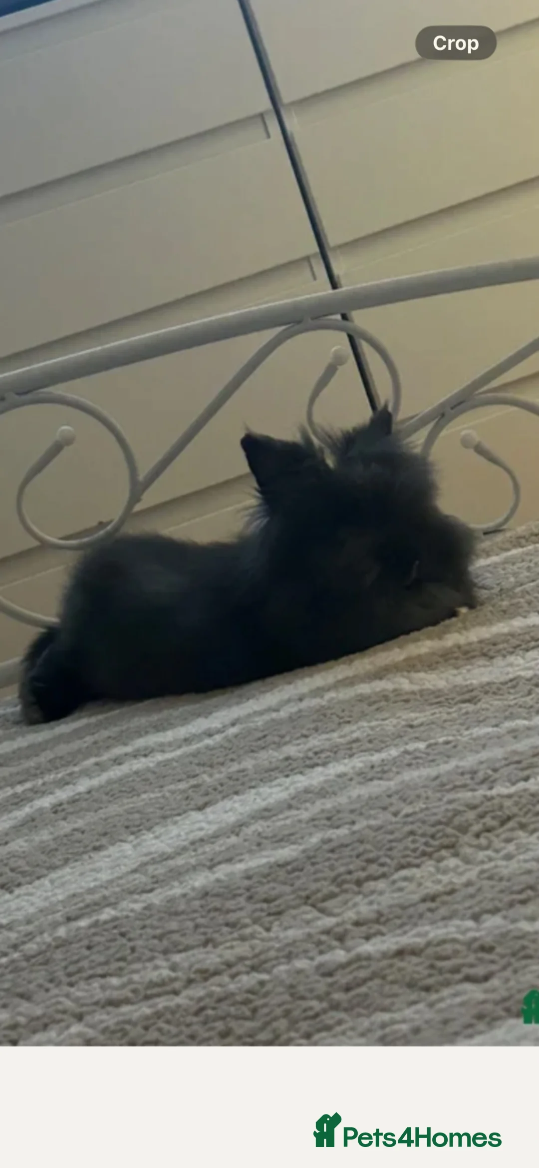 Lionhead rabbits for sale: Our beautiful boy Dusty…  - Advert 2