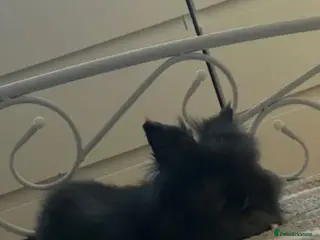 Lionhead rabbits Our beautiful boy Dusty… - Advert 2