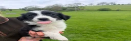 Mixed Breed dogs for sale: Beautiful collie pups  - Advert 7