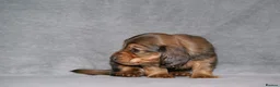 Miniature Dachshund dogs for sale: MINIATURE LONGHAIRED DACHSHUND BOY RUSSIAN LINE - Advert 5