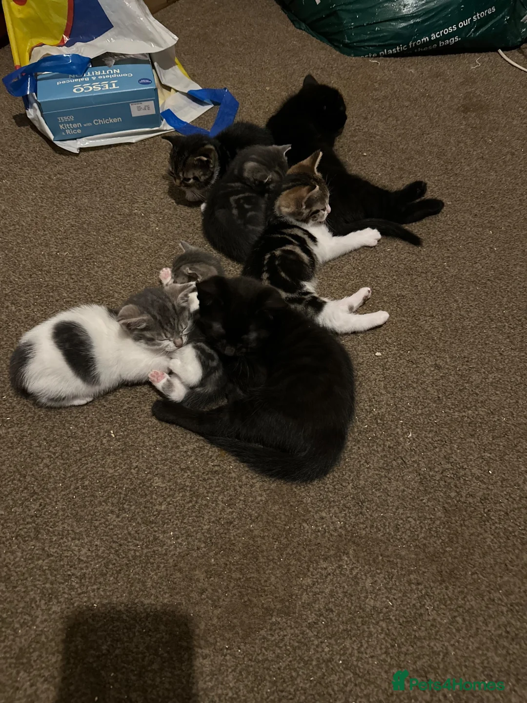 Mixed Breed cats for sale: Mixed breed kittens  - Advert 19