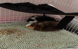 Guinea Pig rodents for sale: 2 Male Teddy Guinea Pigs - Image 1