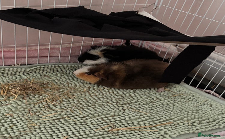 Guinea Pig rodents - Advert 1