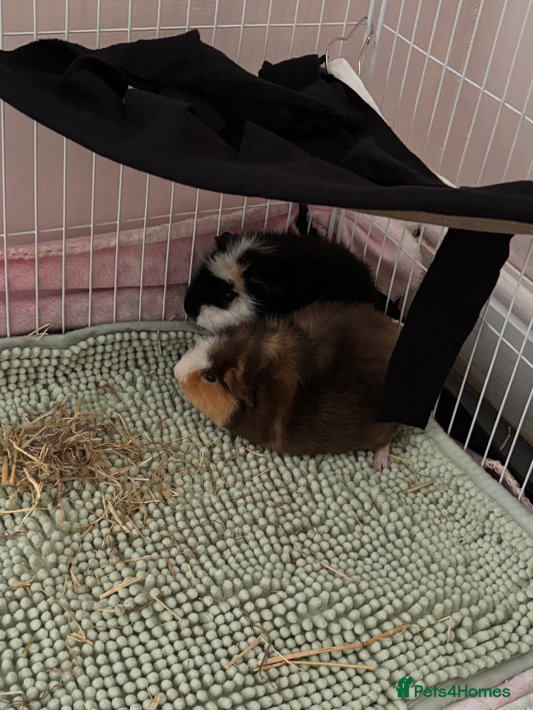 Guinea Pig rodents for sale: 2 Male Teddy Guinea Pigs - Image 1
