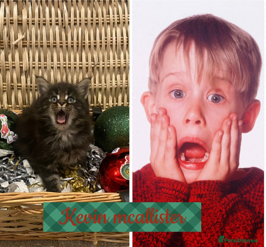 Maine Coon cats for sale: ✨pedigree maine coon kittens - Extra Large lines ✨ - Advert 2