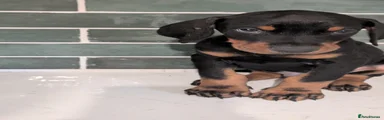 Dobermann Puppy 1 Doug 