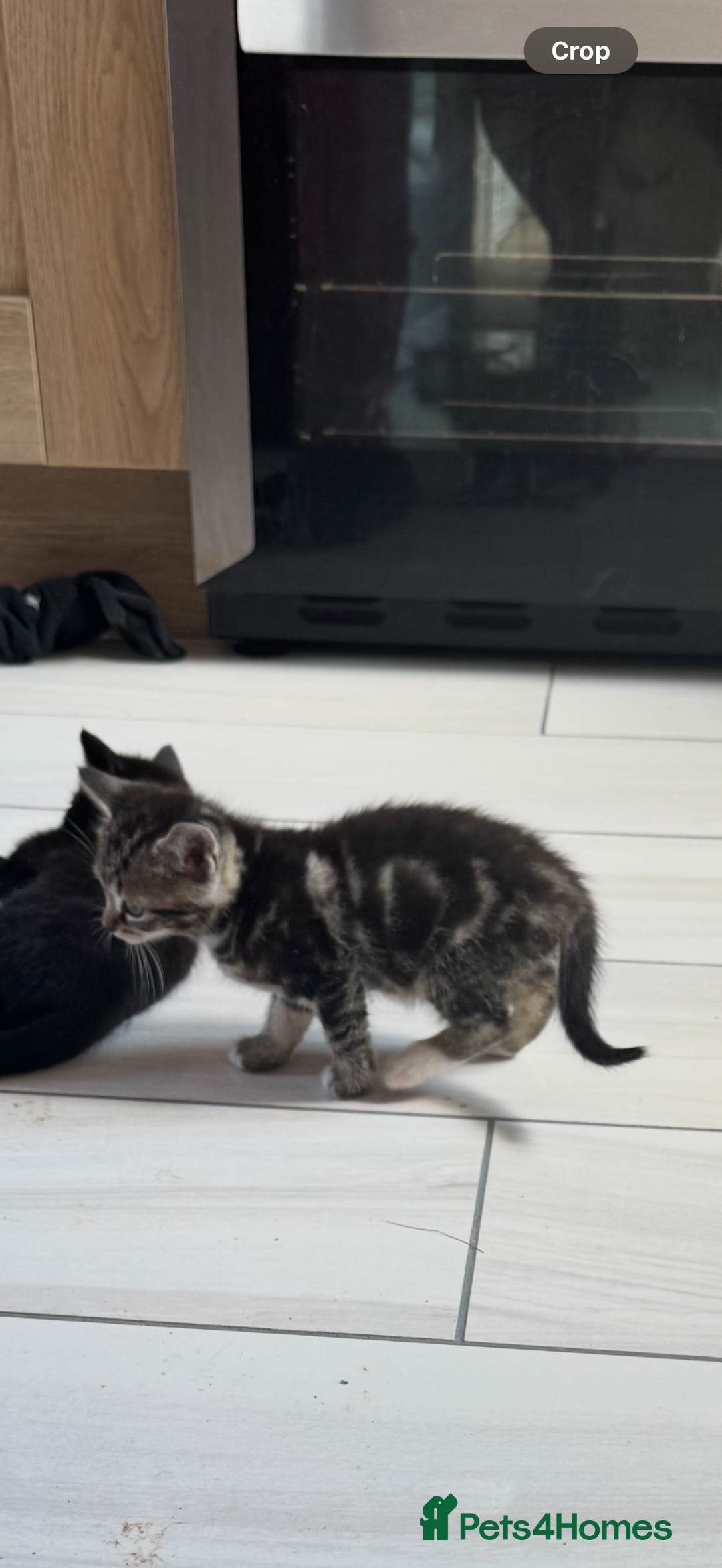 Mixed Breed cats for sale: Gorgeous Ragdoll Mix Kittens Ready for Loving Home - Image 6