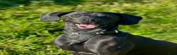 Labrador Retriever dogs for adoption: Atlas Seeking a forever family - Advert 4