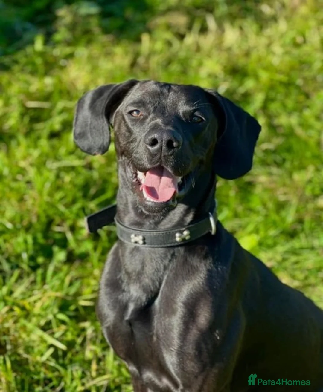 Labrador Retriever dogs for adoption: Atlas Seeking a forever family - Advert 4