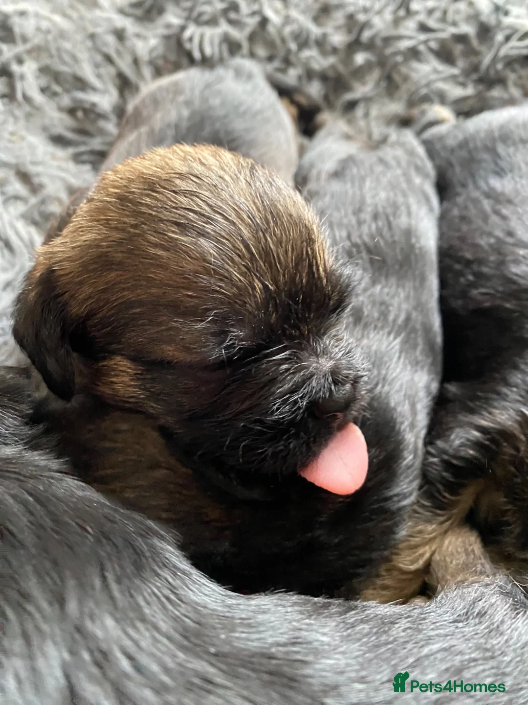 Border Terrier dogs for sale: Border terrier KC registered  in Loughborough - Advert 7