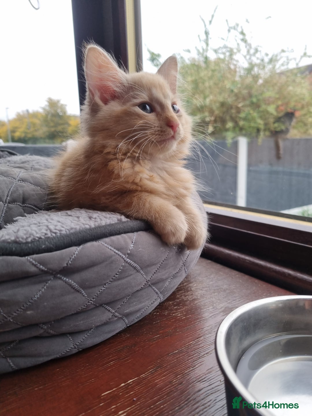 Mixed Breed cats for sale: Fluffy ginger boy  - Image 1