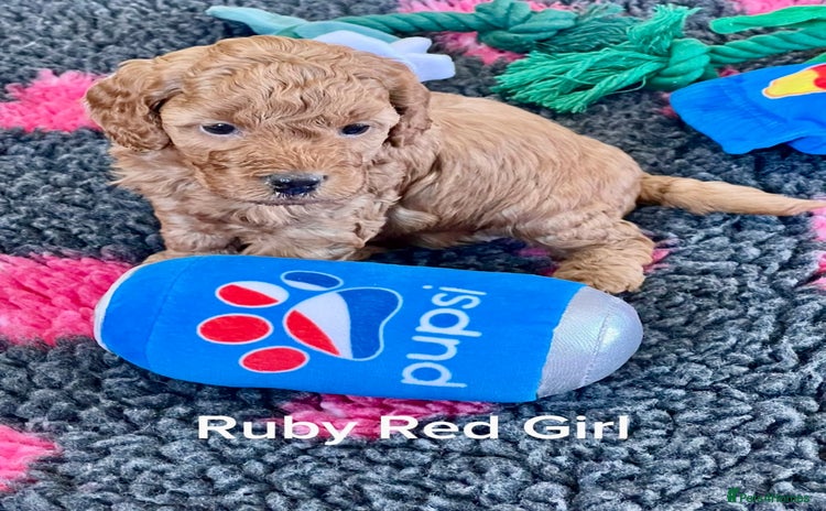 Cockapoo dogs - Advert 2