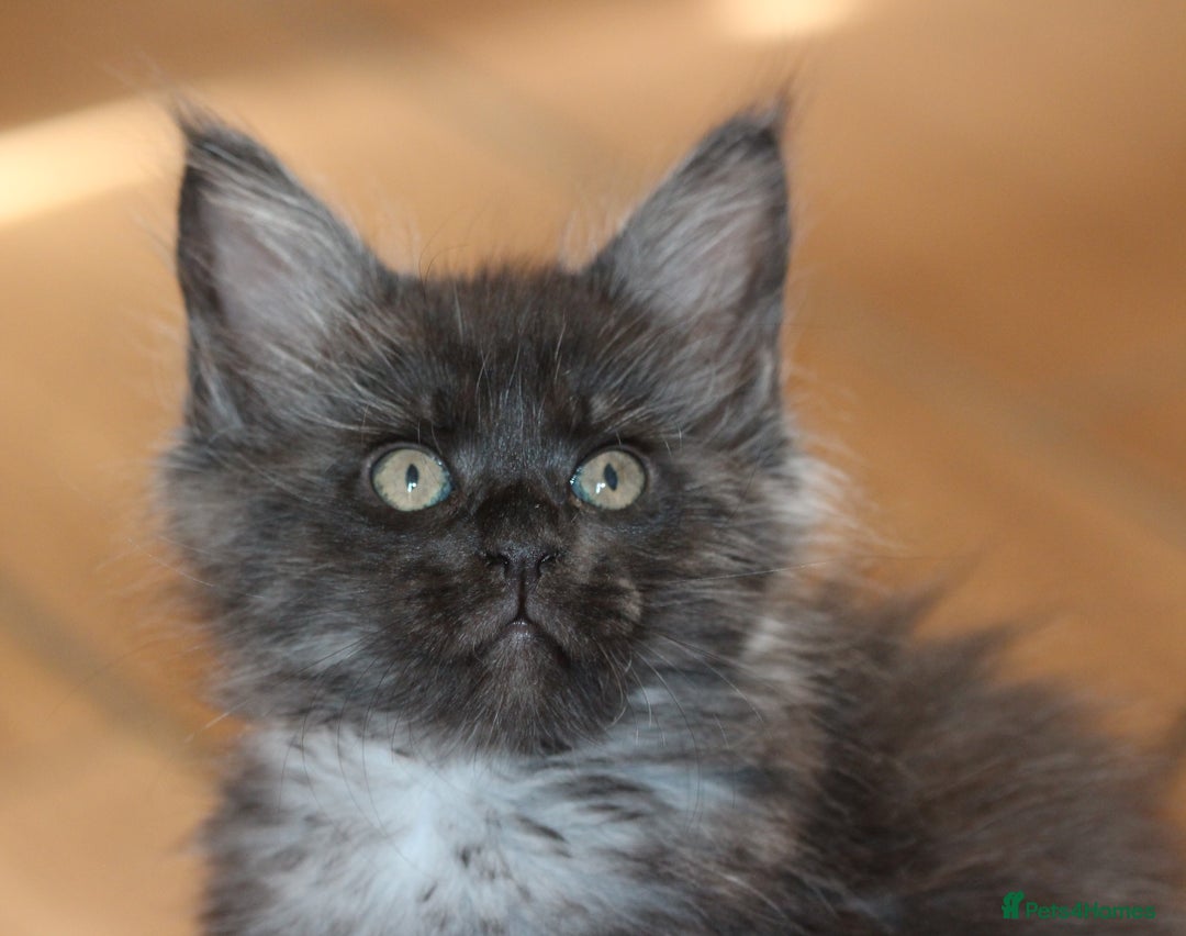Maine Coon cats for sale: Adorable GCCF Black smoke Maine Coons kittens  - Image 14