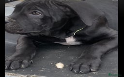 Cane Corso dogs for sale: Big Pure Cane Corso Puppies Ready Now!  - Image 21