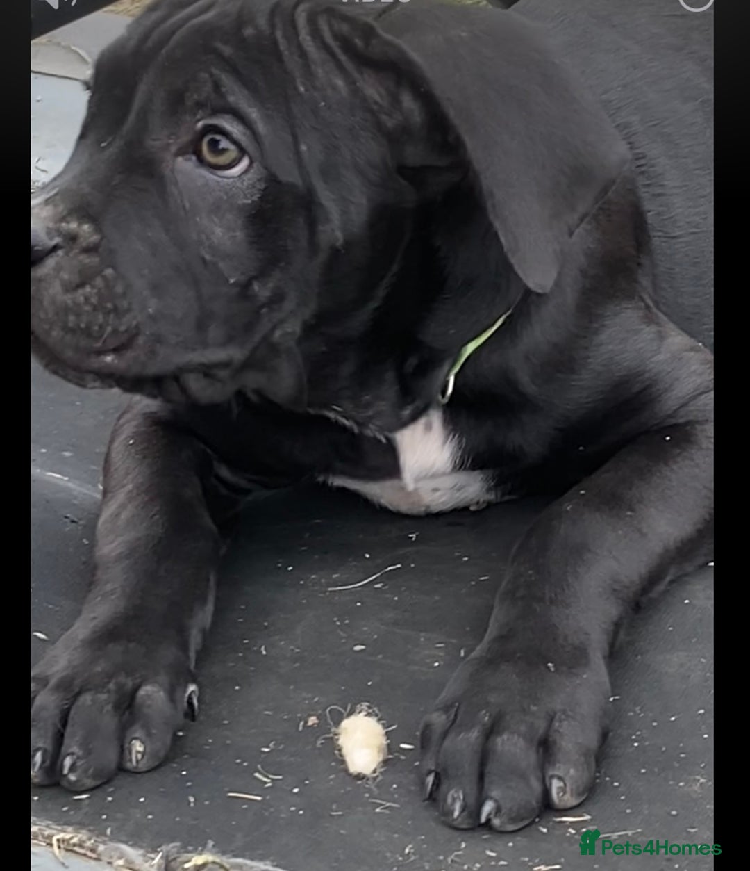 Cane Corso dogs for sale: Big Pure Cane Corso Puppies Ready Now!  - Image 21