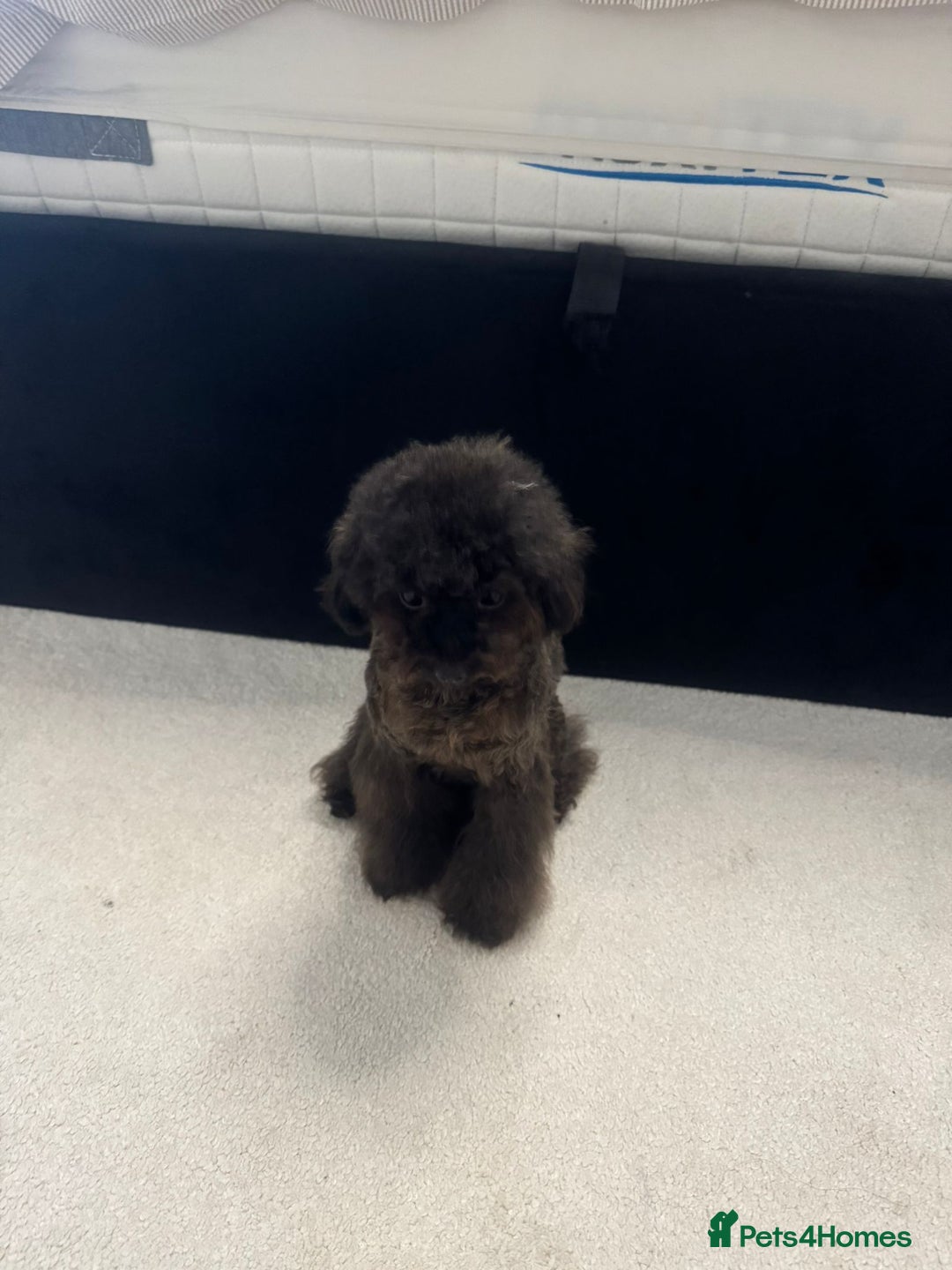 Toy Poodle dogs for sale: 16 Month Old Asian Toy Poodle - Image 5