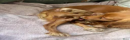 Cocker Spaniel dogs for sale: KC Registered Red Working Cocker Spaniels in Bishop Auckland - Advert 20
