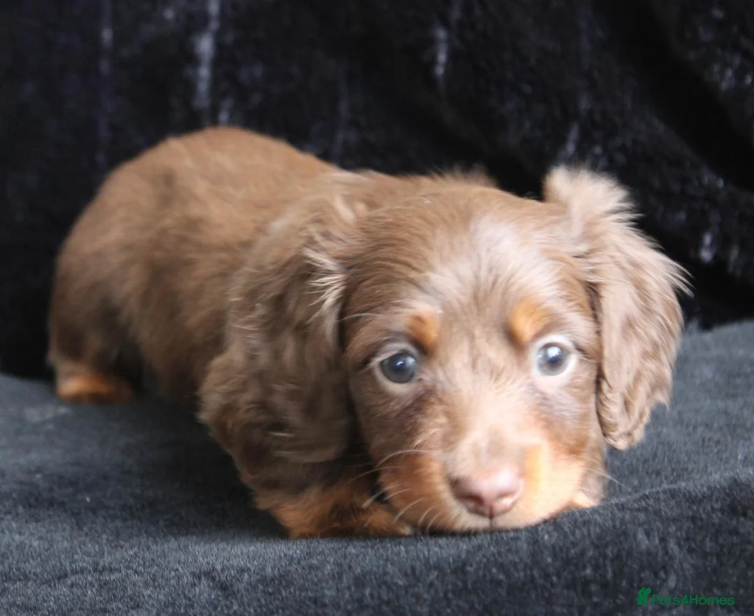 Miniature Dachshund dogs for sale: Extensively health tested mini dachshund puppies. - Advert 3
