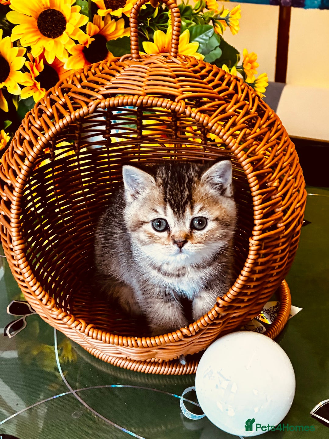 Scottish Fold cats for sale: 5 Scottish Fold Kittens for sale - Advert 16