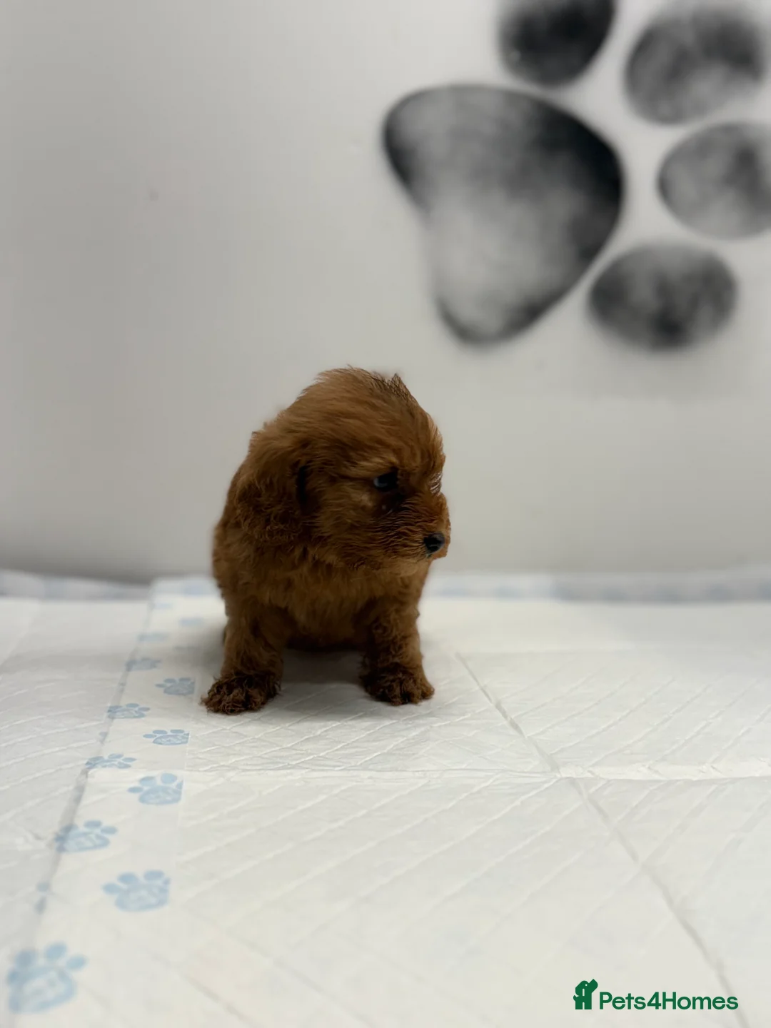 Cockapoo dogs for sale: 8 F1 Cockapoos available  - Advert 3