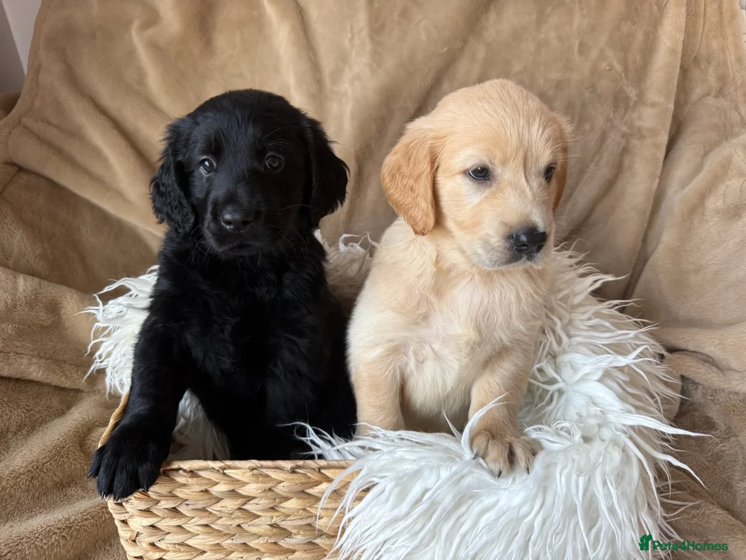 Mixed Breed dogs for sale: READY NOW  ❤️GOLDEN FLATTIES ❤️ ONLY 2 LEFT! ❤️  - Advert 2