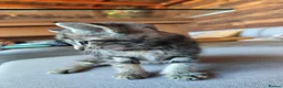 Mixed Breed cats for sale: Four kittens  - Advert 5