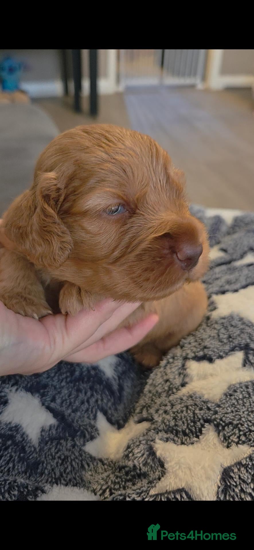Cocker Spaniel dogs Only 1 Absolutely Stunning Cocker Spaniel left.  - Advert 2