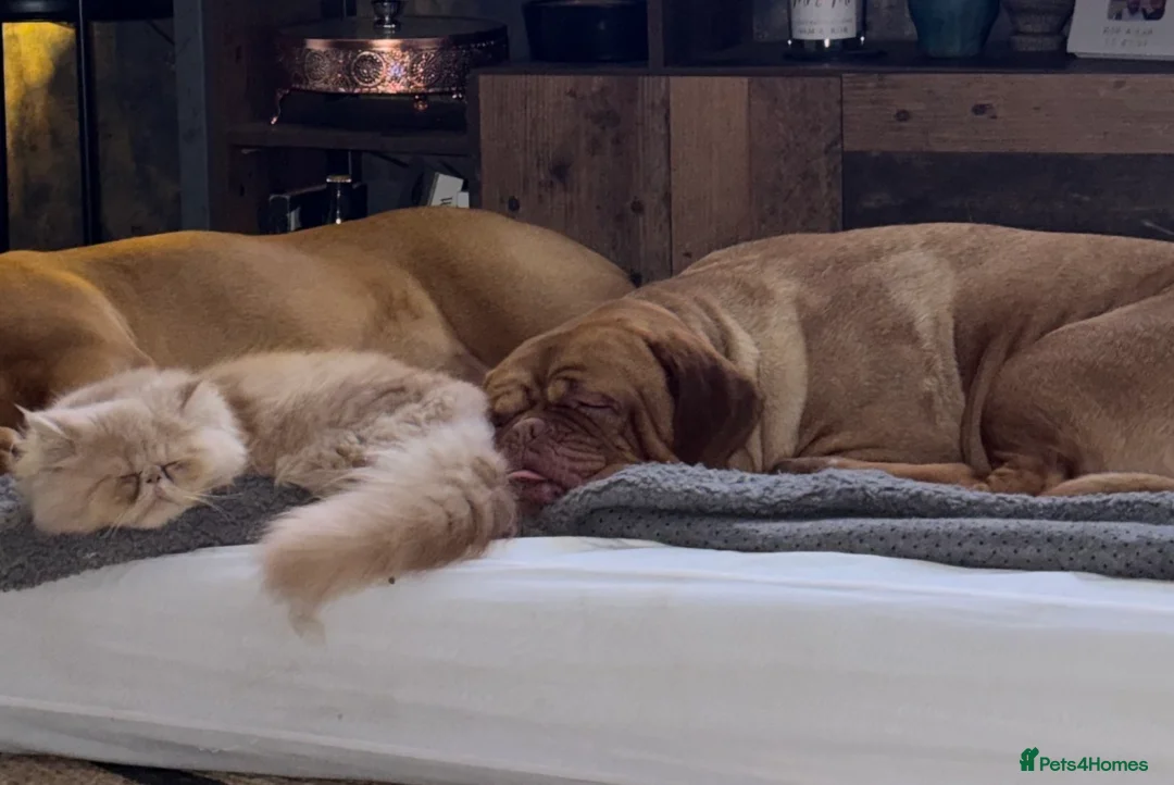 Dogue De Bordeaux dogs for sale: Dogue de Bordeaux girl 2.5 years old  - Advert 5