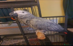 Parrots birds for sale: Silly tame parrot  - Image 2