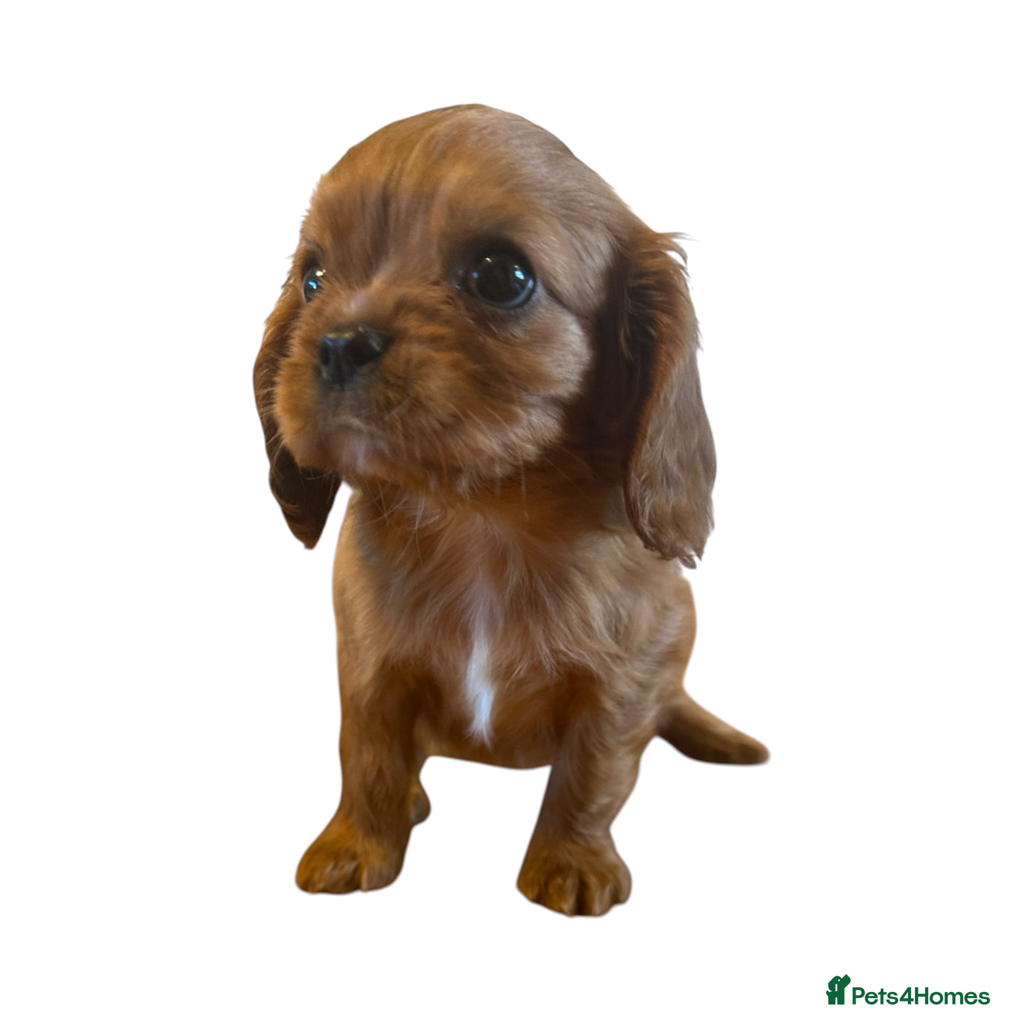 Cavalier King Charles Spaniel dogs DNA 🧬 CLEAR CAVALIER KING CHARLES PUPPIES - Advert 2