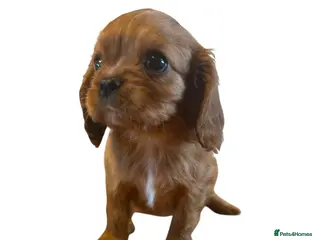 Cavalier King Charles Spaniel dogs DNA 🧬 CLEAR CAVALIER KING CHARLES PUPPIES - Advert 1