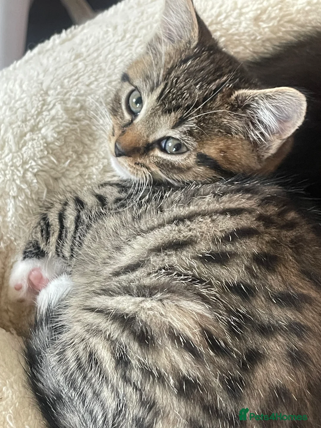 Mixed Breed cats for sale: Kittens for sale in Tewkesbury - Advert 4
