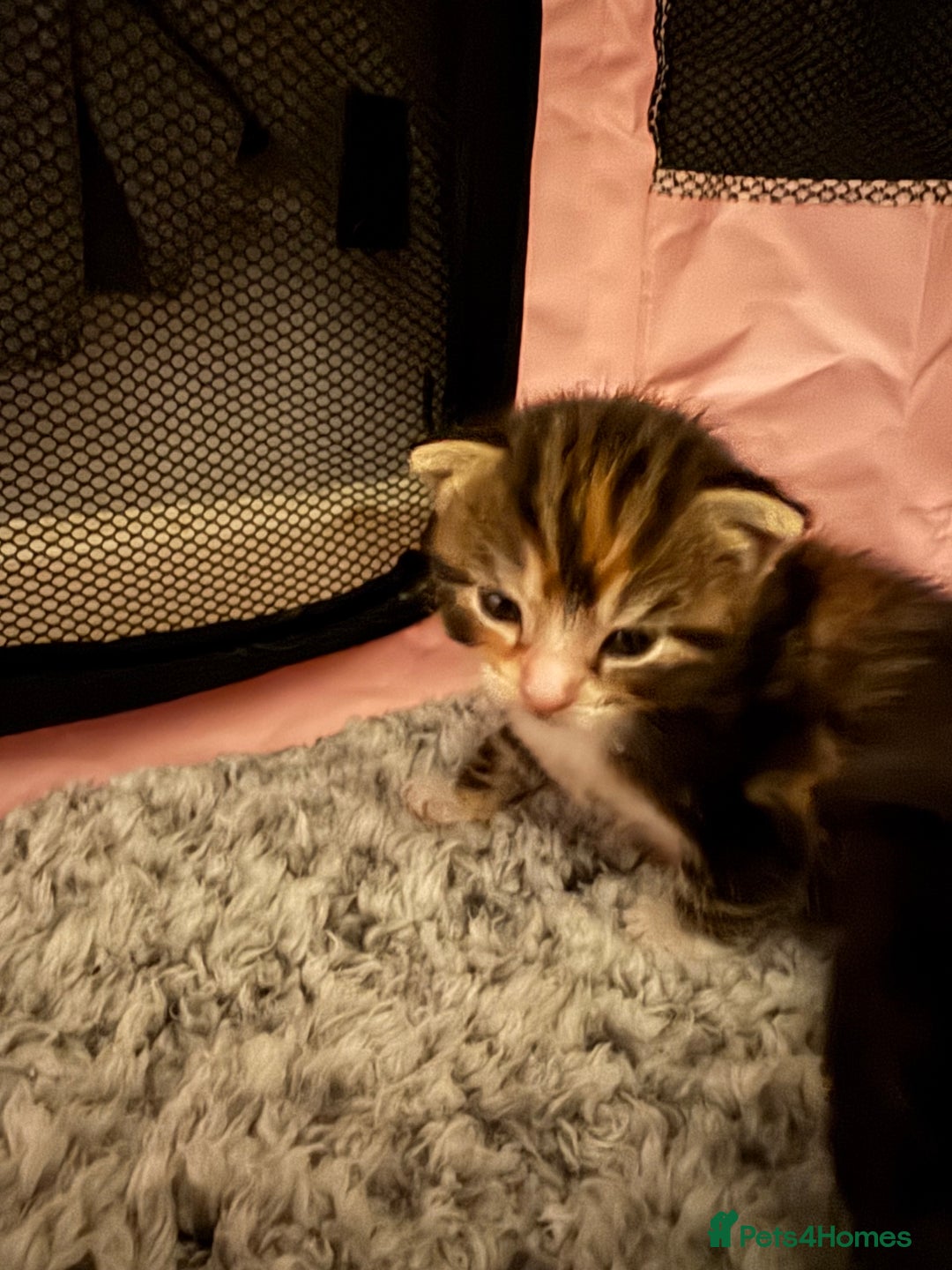 Mixed Breed cats for sale: Beautiful half Maine coon kittens  - Advert 8