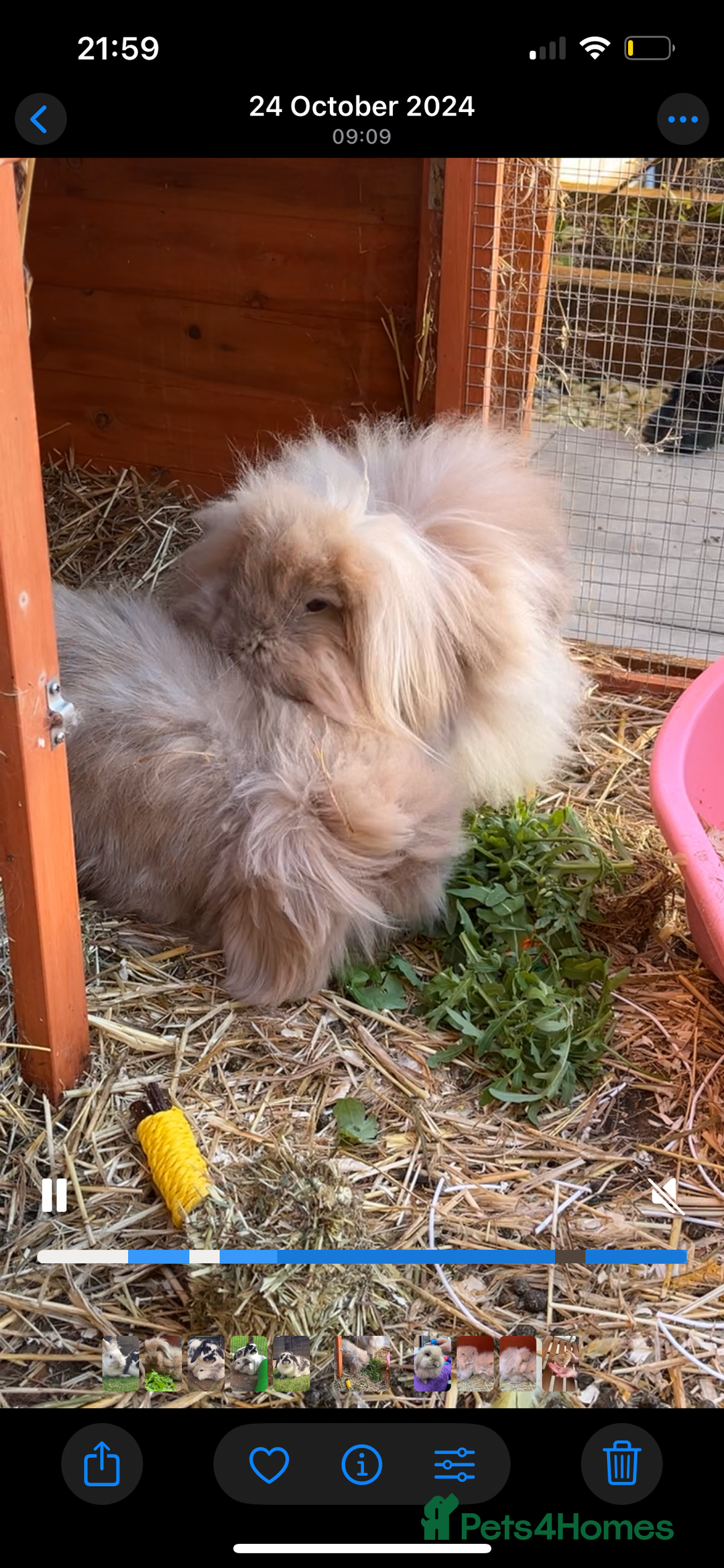 Mini Lion Lop rabbits for sale: Bonded lion lops looking for loving home  - Image 5