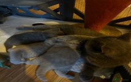 British Shorthair cats for sale: Blue British shorthair girl 4 months  - Image 5