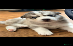 Siberian Husky dogs for sale: BEAUTIFUL SIBERIAN HUSKY PUPPIES  - Image 2