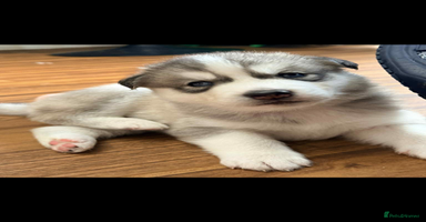 Siberian Husky dogs - Advert 12