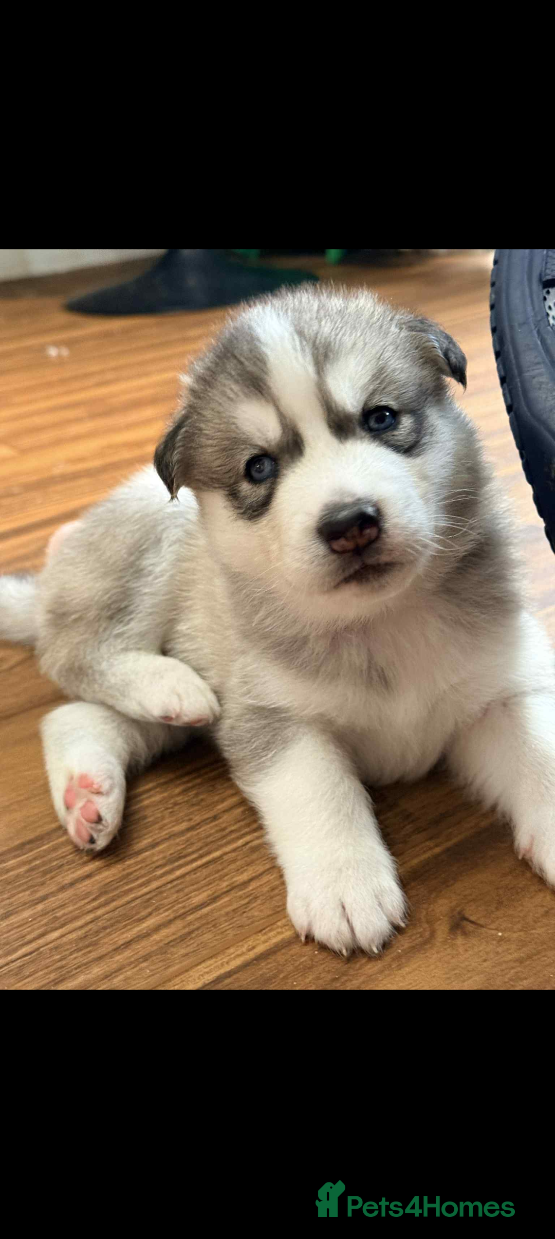 Siberian Husky dogs for sale: BEAUTIFUL SIBERIAN HUSKY PUPPIES  - Image 2
