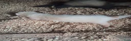 Ferret rodents for sale: Ferrets in Calne - Advert 3