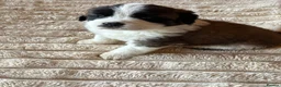 Saint Bernard dogs for sale: 4 beautiful kc reg st bernerd puppies. in Wisbech - Advert 4