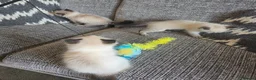 Ragdoll cats for sale: Beautiful ragdoll kittens  - Advert 6