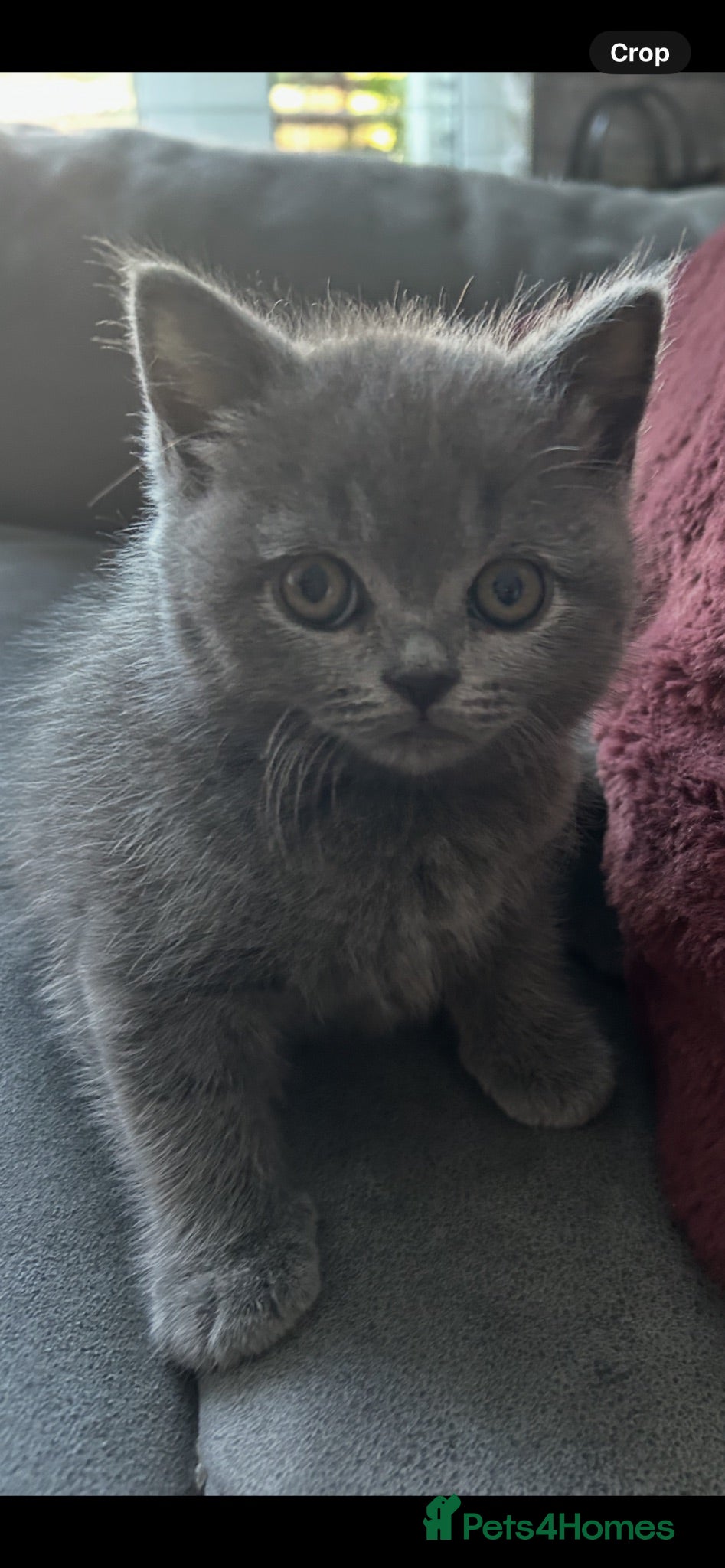 Mixed Breed cats Beautiful British shorthair/persian kittens - Advert 18