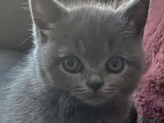 Mixed Breed cats Beautiful British shorthair/persian kittens - Advert 18