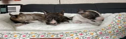 Miniature Bull terrier dogs for sale: Miniature bull terrier puppies  - Advert 8
