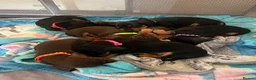 Dachshund dogs for sale: Dachshund puppies in Leeds - Advert 2