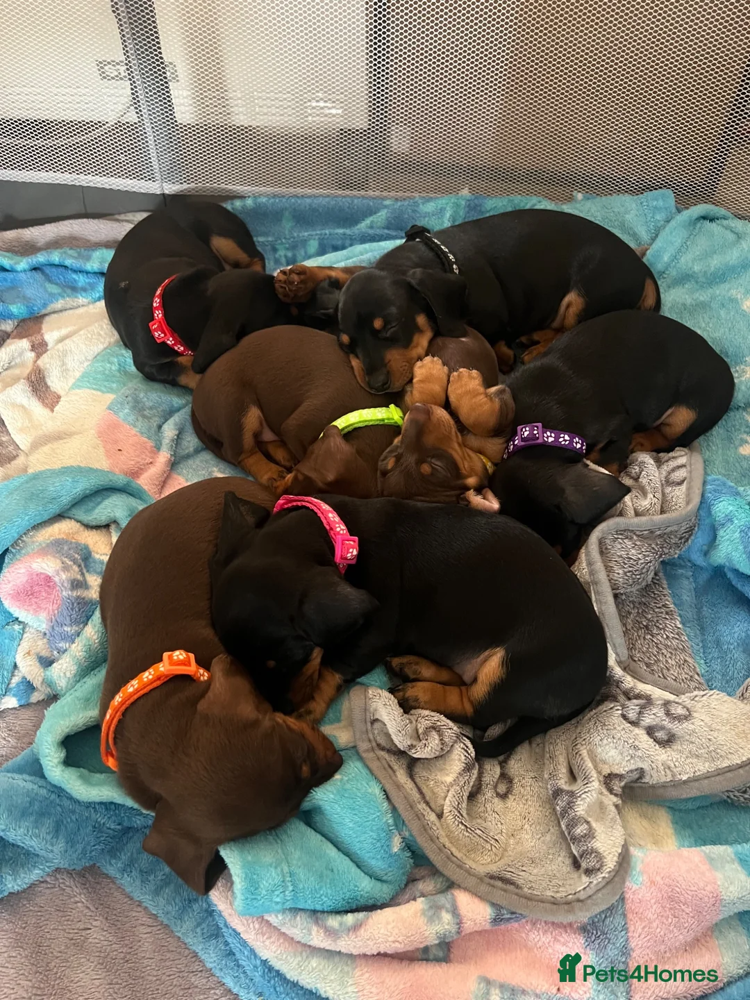 Dachshund dogs for sale: Dachshund puppies in Leeds - Advert 2